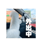 わんわんとうーたん（個別スタンプ：16）