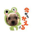ハッピーちゃん2（個別スタンプ：11）