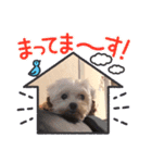 ハッピーちゃん2（個別スタンプ：15）