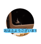 ガッシーねこーず40にゃんシリーズ⑬（個別スタンプ：1）