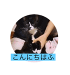 ガッシーねこーず40にゃんシリーズ⑬（個別スタンプ：2）