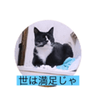 ガッシーねこーず40にゃんシリーズ⑬（個別スタンプ：4）