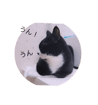 ガッシーねこーず40にゃんシリーズ⑬（個別スタンプ：7）