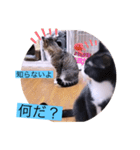 ガッシーねこーず40にゃんシリーズ⑬（個別スタンプ：19）