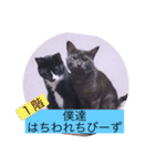 ガッシーねこーず40にゃんシリーズ⑬（個別スタンプ：20）