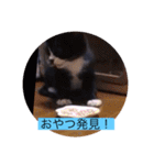 ガッシーねこーず40にゃんシリーズ⑬（個別スタンプ：21）