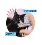 ガッシーねこーず40にゃんシリーズ⑬（個別スタンプ：24）