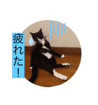 ガッシーねこーず40にゃんシリーズ⑬（個別スタンプ：31）