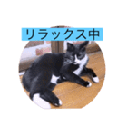 ガッシーねこーず40にゃんシリーズ⑬（個別スタンプ：32）