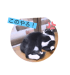 ガッシーねこーず40にゃんシリーズ⑬（個別スタンプ：35）