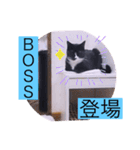 ガッシーねこーず40にゃんシリーズ⑬（個別スタンプ：39）