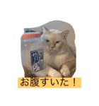 My Friend (=^x^=)（個別スタンプ：1）