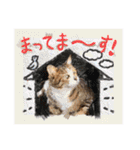 My Friend (=^x^=)（個別スタンプ：3）