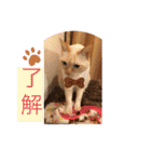 My Friend (=^x^=)（個別スタンプ：7）