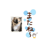 My Friend (=^x^=)（個別スタンプ：16）