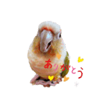 ウロコインコのうり（個別スタンプ：14）