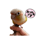 ウロコインコのうり（個別スタンプ：16）