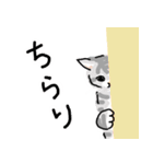 サバトラ子キジトラ子（個別スタンプ：16）
