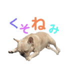 じゅにあせいじほうせいだよ2（個別スタンプ：3）