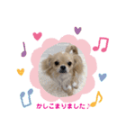 犬と猫のいる暮らし♪♪（個別スタンプ：1）