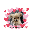 犬と猫のいる暮らし♪♪（個別スタンプ：2）
