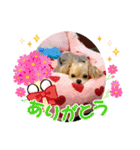 犬と猫のいる暮らし♪♪（個別スタンプ：3）