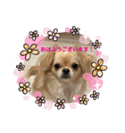 犬と猫のいる暮らし♪♪（個別スタンプ：4）