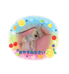 犬と猫のいる暮らし♪♪（個別スタンプ：5）