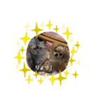 犬と猫のいる暮らし♪♪（個別スタンプ：6）
