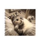 犬と猫のいる暮らし♪♪（個別スタンプ：7）