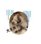 犬と猫のいる暮らし♪♪（個別スタンプ：8）