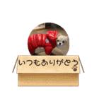 犬と猫のいる暮らし♪♪（個別スタンプ：9）