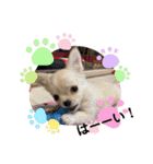 犬と猫のいる暮らし♪♪（個別スタンプ：10）