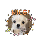 犬と猫のいる暮らし♪♪（個別スタンプ：11）