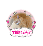 犬と猫のいる暮らし♪♪（個別スタンプ：12）