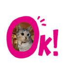犬と猫のいる暮らし♪♪（個別スタンプ：13）