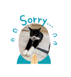 犬と猫のいる暮らし♪♪（個別スタンプ：16）