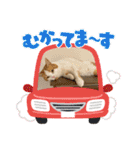 犬と猫のいる暮らし♪♪（個別スタンプ：17）