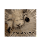 犬と猫のいる暮らし♪♪（個別スタンプ：19）
