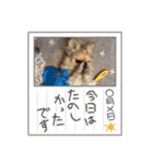 犬と猫のいる暮らし♪♪（個別スタンプ：20）