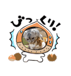 犬と猫のいる暮らし♪♪（個別スタンプ：21）