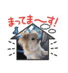 犬と猫のいる暮らし♪♪（個別スタンプ：22）
