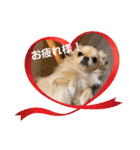 犬と猫のいる暮らし♪♪（個別スタンプ：24）