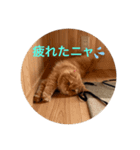 モフモフ猫の日常スタンプ（個別スタンプ：1）