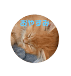 モフモフ猫の日常スタンプ（個別スタンプ：8）