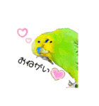 moco moco bird 孝之助2（個別スタンプ：1）