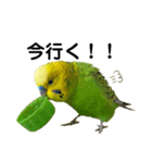 moco moco bird 孝之助2（個別スタンプ：3）