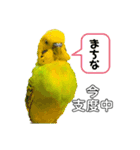 moco moco bird 孝之助2（個別スタンプ：5）