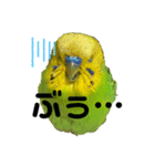 moco moco bird 孝之助2（個別スタンプ：6）