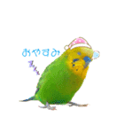 moco moco bird 孝之助2（個別スタンプ：7）
